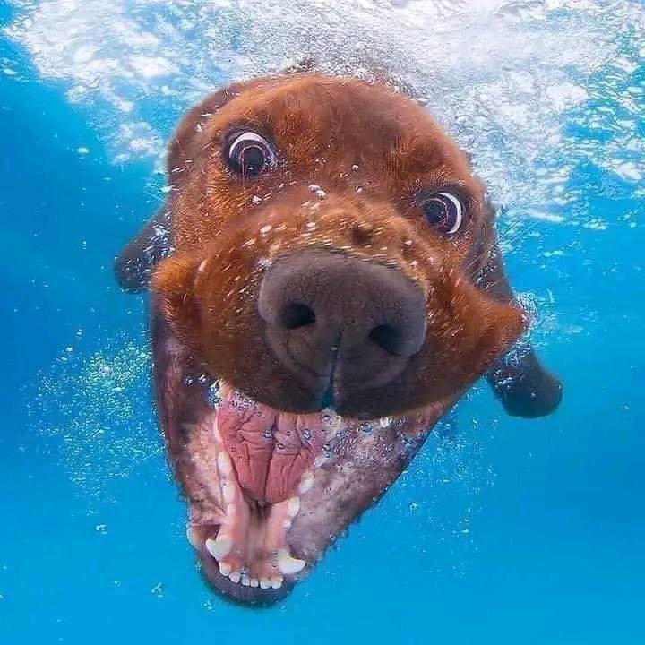 Lol – dontcha know you aren’t supposed to open your eyes under water!!  #XZEmpire #XZAnimals #Puppers #dogstagram #GoodBoy #GoodestBoy #Furbaby #Furbabies #Pets #Animals #Dog #Dogs #Doggy #Doggo #Puppy #WaterDog #Pool #Swimming