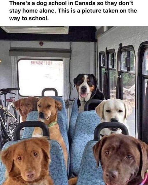 Sign me up to be the driver! #XZEmpire #XZAnimals #Puppers #dogstagram #GoodBoy #GoodestBoy #Dogsofinstagram #Furbaby #Furbabies #Pets #Petstagram  #Animals #Dog #Dogs #Doggy #Doggo #Puppy #DogSchool #School #SchoolBus #DogBus #Canada #HomeAlone