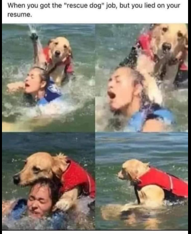 Lied on resume lol – Save me! #XZEmpire #XZAnimals #Puppers #GoodBoy #GoodestBoy #Furbaby #Furbabies #Pets #Animals #Dog #Dogs #Doggy #Doggo #Puppy #Lied #Resume #LieOnResume #Drown #Drowning #Ocean #LifeJacket #GetEm #GetHer #SaveMe