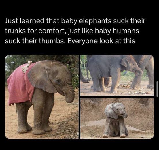 D’awwwww – so cute!! #Elephant #Elephants #BabyElephant #BabyAnimals #Animals #Pets #Petstagram #XZEmpire #XZAnimals #Comfort #Comforting