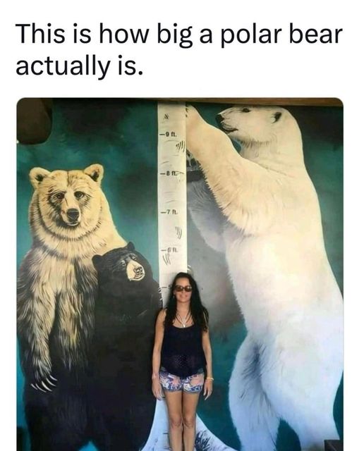 Omg – I had no idea Polar Bears were this big!!! I still want to pet one!  #Animals #Furbaby #Furbabies #Pets #Petstagram #XZEmpire #XZAnimals