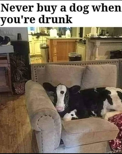 Lol – milk anyone?   #Animals #Dogs #dogstagram #GoodBoy #GoodestBoy #Dogsofinstagram #Furbaby #Furbabies #Pets #Petstagram#XZEmpire #XZAnimals #Cow #CowDog