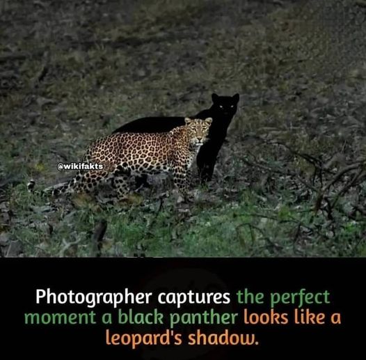 Perfect shadow, cool picture!  #AwesomeShot #CoolPic  #PerfectShadow #Panther #Animals #Cats #catstagram  #Catsofinstagram #catsfacebook #Furbaby #Furbabies #Pets #Petstagram    #XZEmpire #XZAnimals