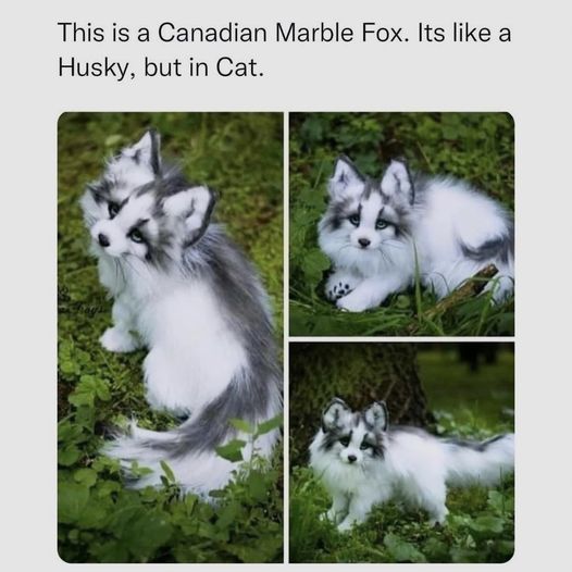 Stunningly beautiful.  #Animals #Dogs #dogstagram #GoodBoy #GoodestBoy #Dogsofinstagram #Furbaby #Furbabies #Pets #Petstagram #XZEmpire #XZAnimals #MarbleFox #Cat #Fox #CanadianMarbleFox